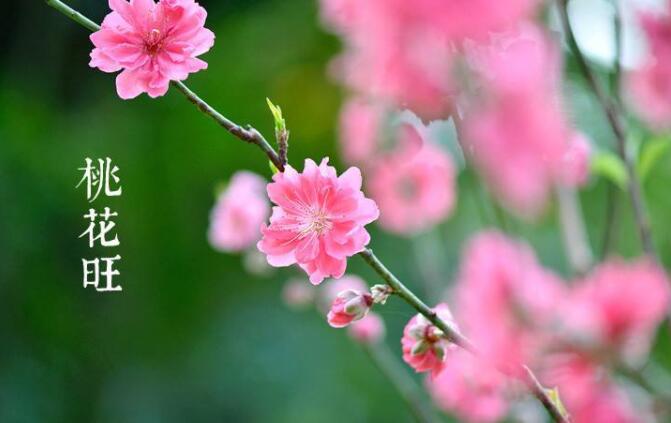 墙内桃花查法_桃花位查法_八字桃花查法