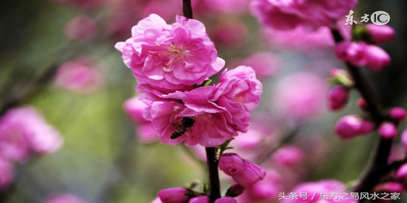 墙内桃花查法_桃花位查法_八字桃花查法