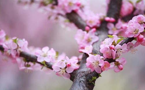 风水堂:什么是桃花煞?