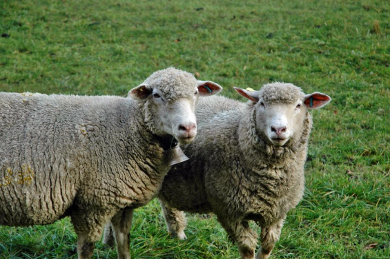 属羊人的婚配与什么属相最合适 和生肖羊最搭配的三个属相