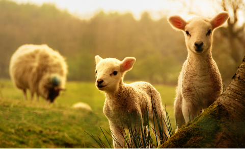 2023年属羊下半年要出大事 步步高升财运上涨