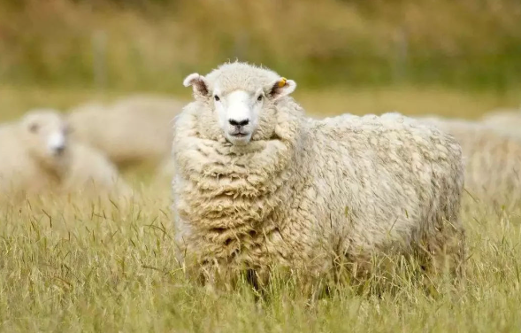 属羊今年的运势怎么样2023 好运连连还是诸多不顺？