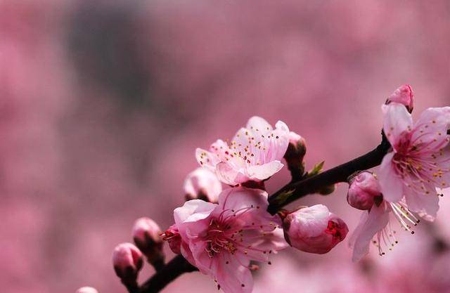 生辰八字查桃花位_从生辰测桃花_八字神煞桃花煞正确查法