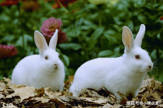 最佳婚姻生肖配对大全_猴生肖与什么生肖配对_猴生肖婚姻最佳配对狗