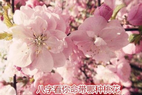 八字免费查桃花位_八字各种桃花查法_八字桃花查法及详解