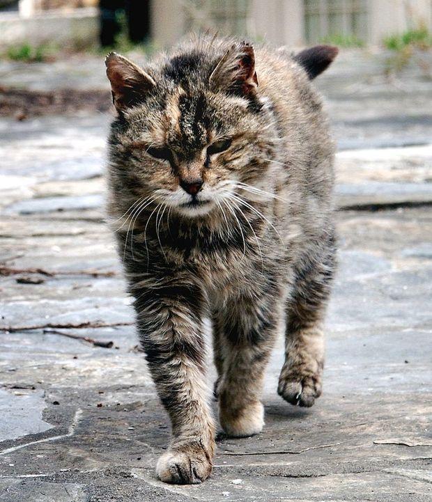 猴前猴后的生肖_生肖蛇男和生肖猴女_金牛座生肖猴的性格