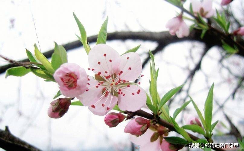 桃花要放在什么地方好桃花如何摆放习惯上，桃花位在北方