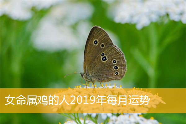 19年流年生肖_今年什么生肖的流年好_2015生肖兔流年运势