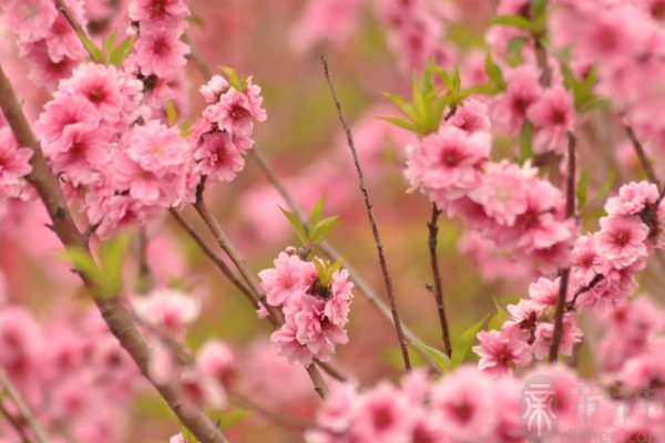 八字查桃花口诀_八字里的桃花位怎么查_八字神煞桃花煞正确查法