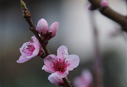 根据八字查桃花位_八字桃花劫是什么意思_桃花劫能成为夫妻吗