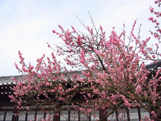 桃花日柱全解_桃花是以日柱查还是年柱查_日柱查桃花位