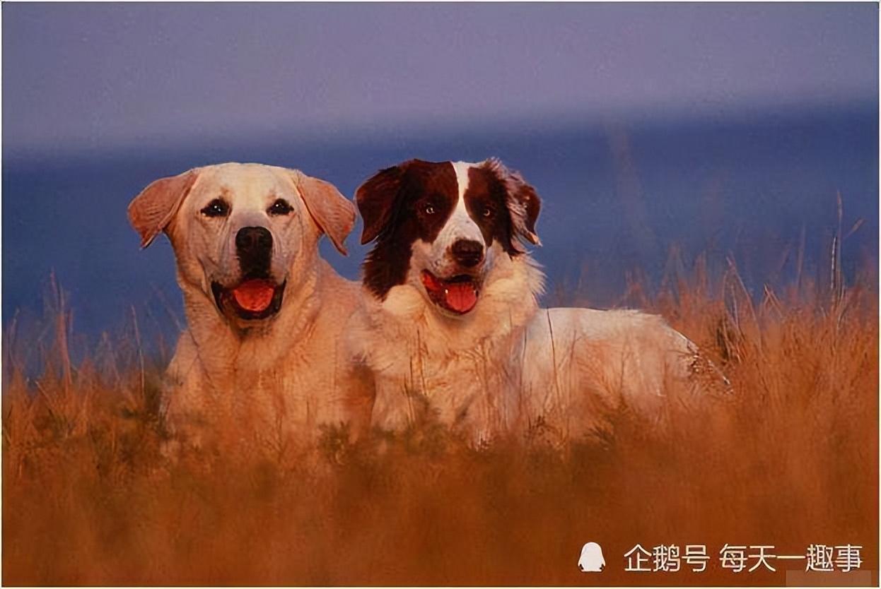 生肖狗和哪些生肖的人最合得来，相互帮助，带来人生幸福