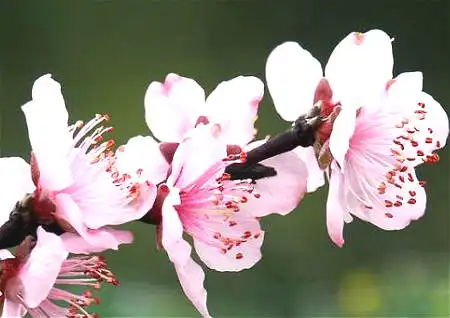 桃花位查询_如何查桃花位_桃花查法详解