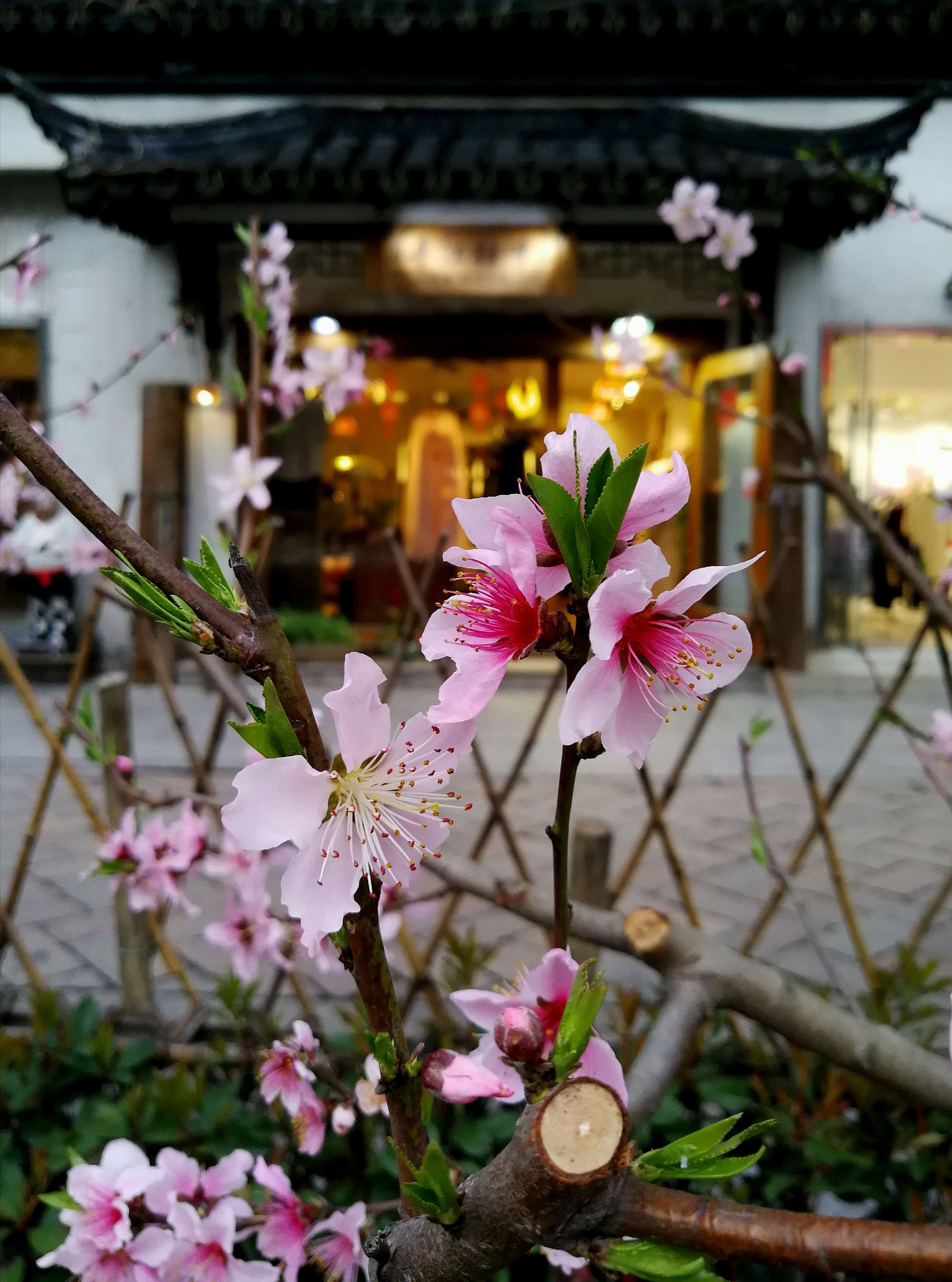 流年桃花运怎么看_流年桃花测算_查流年桃花位