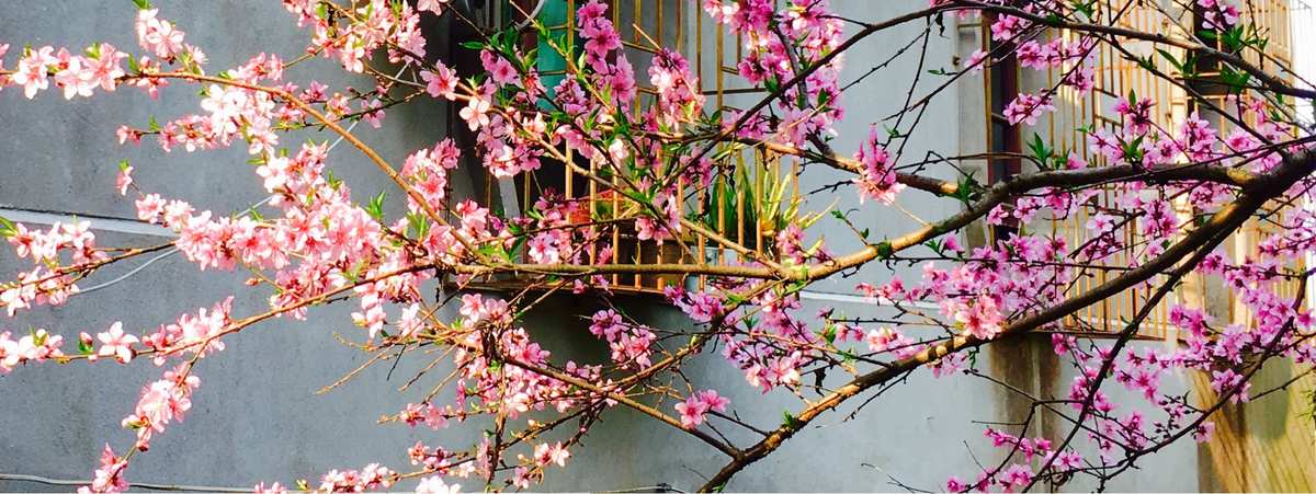 流年桃花运怎么看_查流年桃花位_流年桃花测算