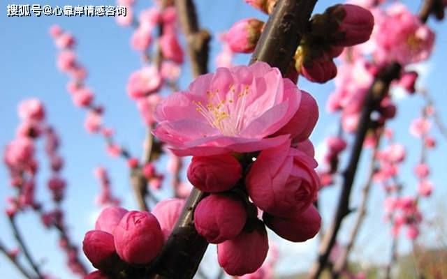 五行看桃花运_五行桃花的八字_怎么查桃花五行位