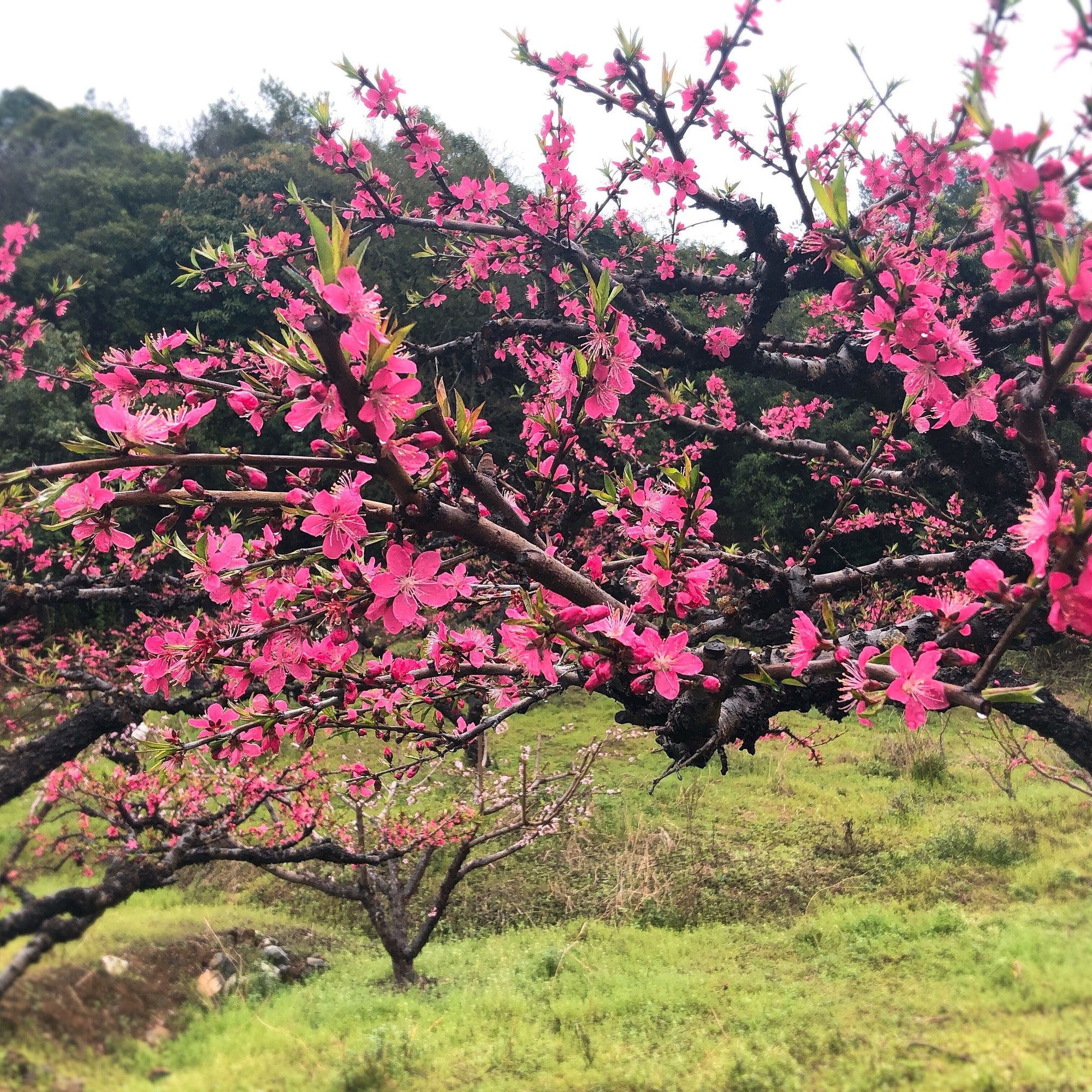 流年属相表_属相流年2021_流年属相相冲怎么化解