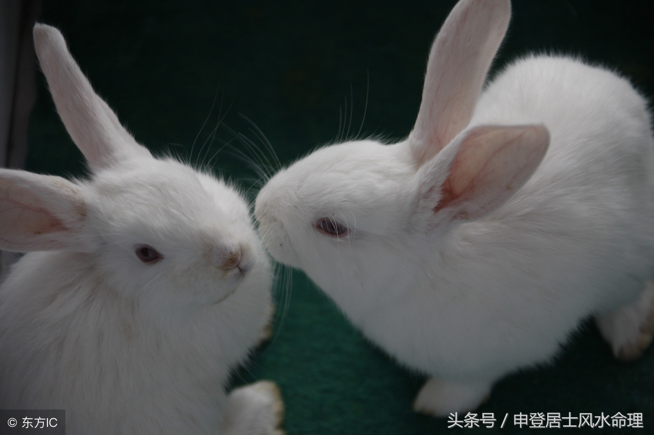 属相龙婚配属相_与龙配的属相婚配_属相婚配龙配龙合适吗