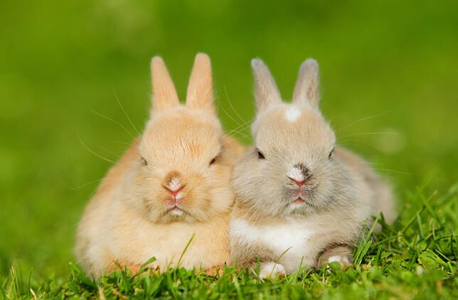 生肖兔的最佳配对属相是哪个？属兔和什么属相最配