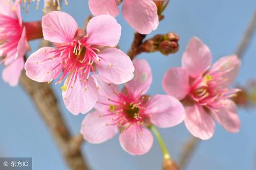 查属相的桃花位_万年历查今日属相查询_桃花旺的属相