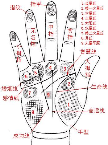 掌相学说_掌相学基本知识