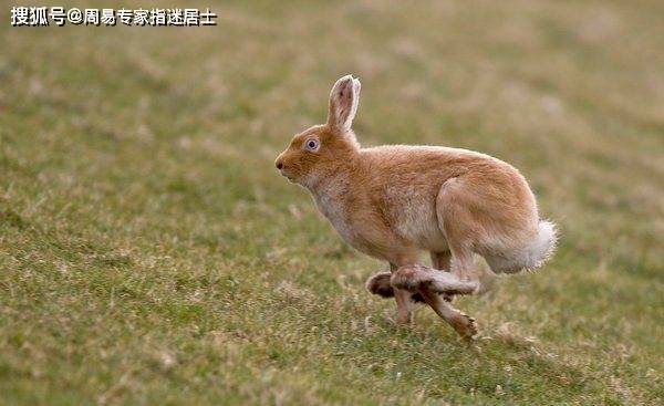 生肖鸡12月5日运势查询_生肖鸡12月5日运势查询_生肖鸡12月5日运势查询