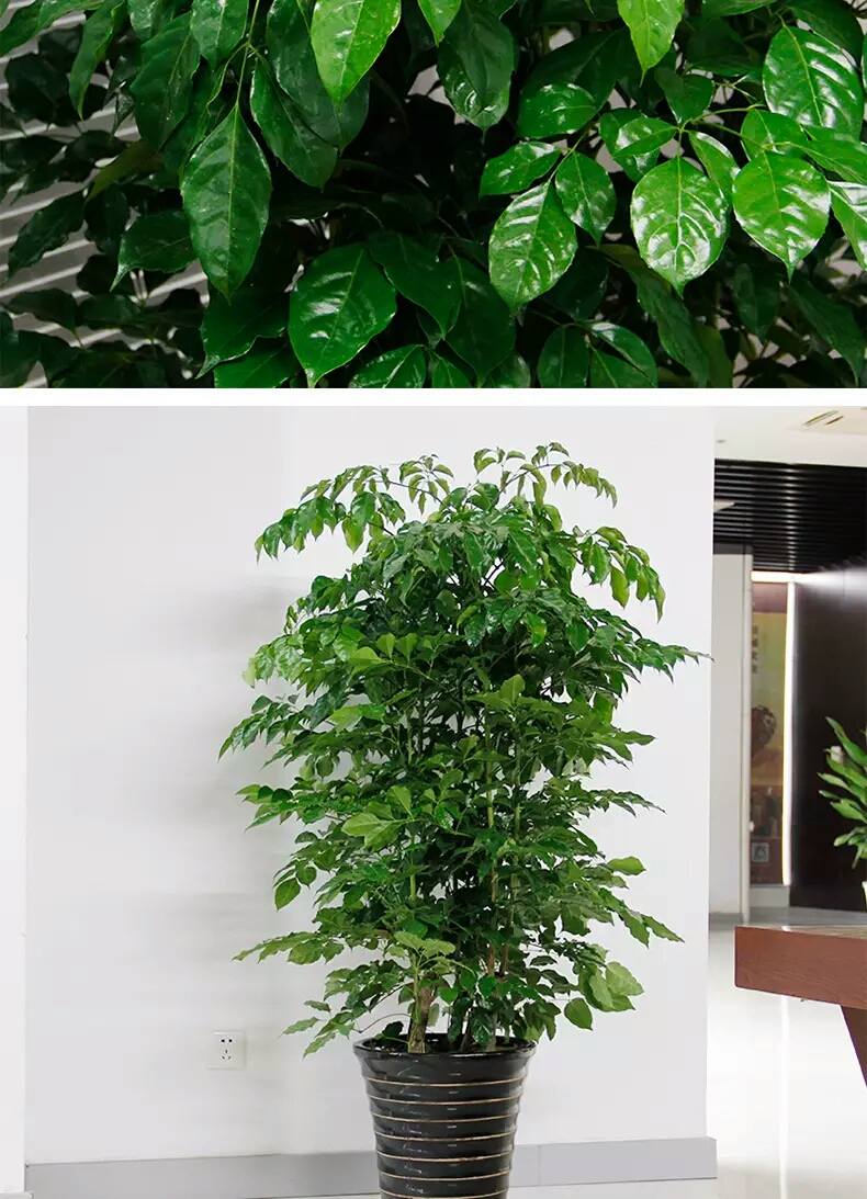 丰泽发财树零售巴西木办公室绿植改善办公环境的服务