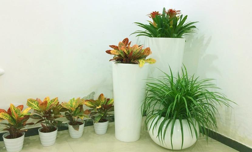 室内常见的租摆植物的养护技巧，你知道吗？