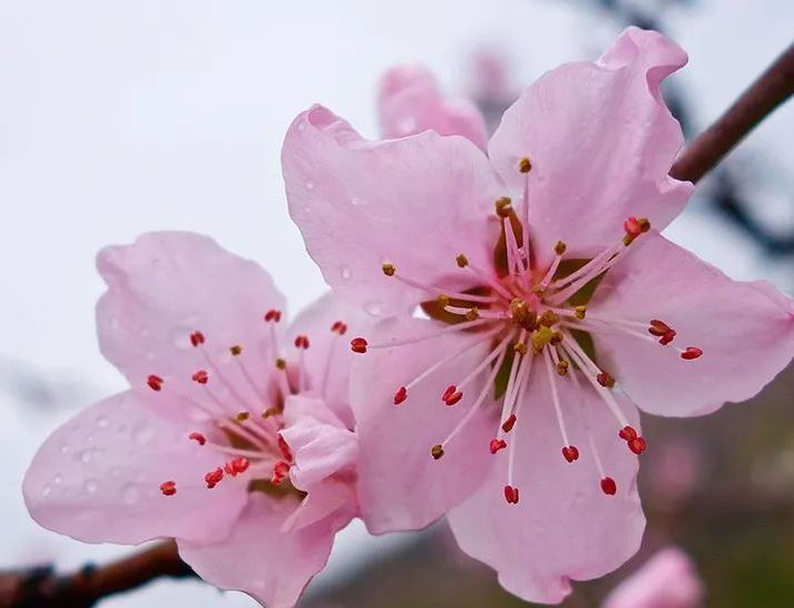 生辰八字查桃花运_生辰八字桃花的查法_八字桃花的查法