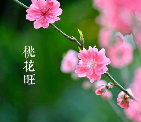 查八字算桃花位_八字中各种桃花的查法口诀_八字桃花的查法