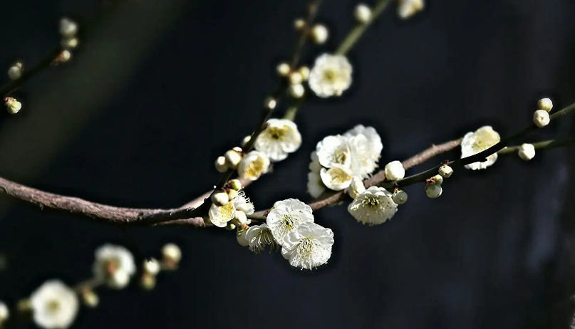 梅花易数占科举_何为梅花易数_梅花易数古例